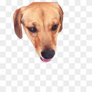 Dog Sticker - Companion Dog, HD Png Download