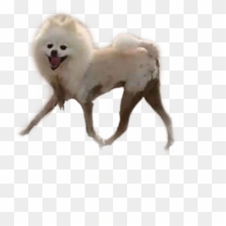 Dog Sticker - Shitpost Dogs, HD Png Download