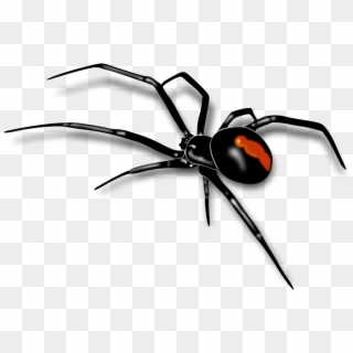 Png Transparent Library Spider With Dew Clip Art Billigakontaktlinser - Black Widow Spider Png, Png Download