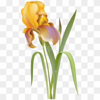 Free Png Download Iris Flower Clipart Png Photo Png - Iris Flower Iris Png, Transparent Png