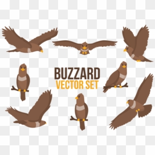 Buzzard Cartoons Vector - Buzzard Vector, HD Png Download