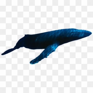 Whale Swimming Png, Transparent Png