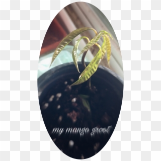 #groot #mango #plant - Plate, HD Png Download