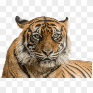 Tiger Face Png Transparent Background - Png Of Tiger Face, Png Download