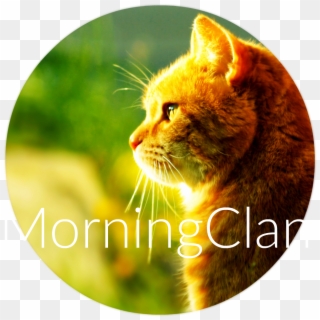 Cat Morning Sun Hd Walselpaper - Cat Facing To The Left, HD Png Download