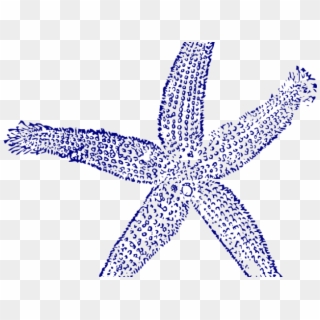 Navy Clipart Starfish - Blue Sea Shell Clip Art, HD Png Download
