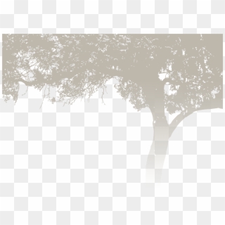 Lacey And Matt - Wedding Tree Background, HD Png Download