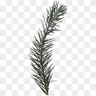 Need More Inspiration - Evergreen Sprig Transparent, HD Png Download