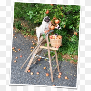Jenny The Pug Goes Apple Picking - Farmworker, HD Png Download