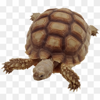 Clipart Turtle Gopher Tortoise - Движущиеся Картинки Для Презентаций Животные, HD Png Download