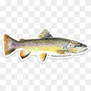 Brown Trout, HD Png Download