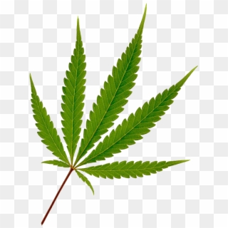Cannabis Leaf Png - Marijuana Leaf, Transparent Png