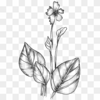 Free Vector Sketchy Plants - Nature Flower Line Drawing, HD Png Download