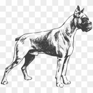 Jpg Royalty Free Boxer Dog Clipart Black And White - Boxer Dog Drawing Easy, HD Png Download