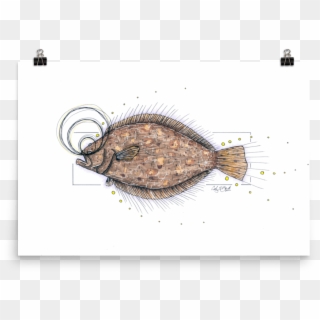 Flounder Poster - Sole, HD Png Download