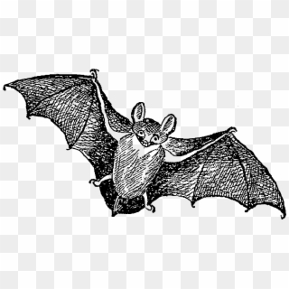 Digital Halloween Downloads - Big Brown Bat, HD Png Download