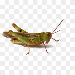 Realistic Grasshopper Png Image Free Download - Band Winged Grasshoppers, Transparent Png
