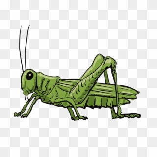 Animated Grasshopper Png Clipart Background - Cartoon Drawing Of A Grasshopper, Transparent Png