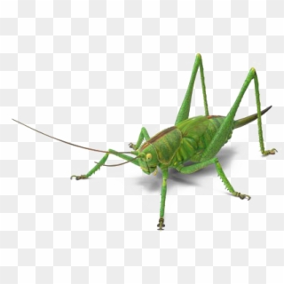Green Grasshopper Png Image Free Download - Grasshopper, Transparent Png