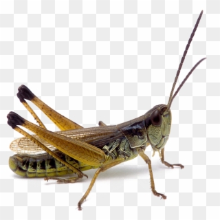 Realistic Grasshopper Png Hd Photo - Locust, Transparent Png