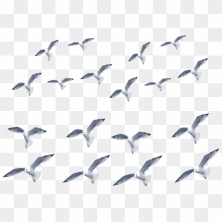 #stickers #sticker #flock Of #seagulls #mar Goth - Flock, HD Png Download