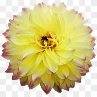 Dahlia Png Picture - Transparent Background Translucent Flower Png, Png Download