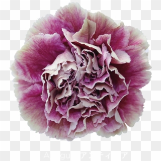 Colibri Flowers Carnation Antigua, Grower Of Carnations,, HD Png Download