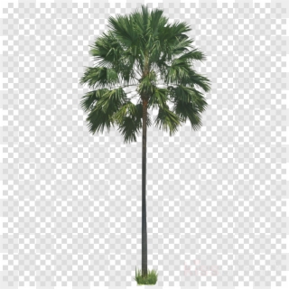 Palm Tree Png Clipart Palm Trees Wodyetia - Road Signs Transparent Background, Png Download