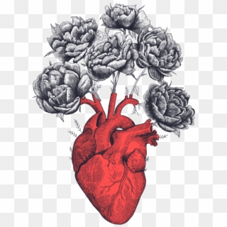 Heart With Peonies Anatomical Heart, Pencil Drawings, - Drawing, HD Png Download