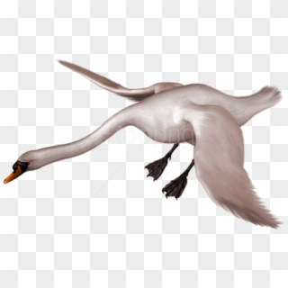 Free Png Download Painted Swan Landing Free Png Images - Whooper Swan Clipart, Transparent Png