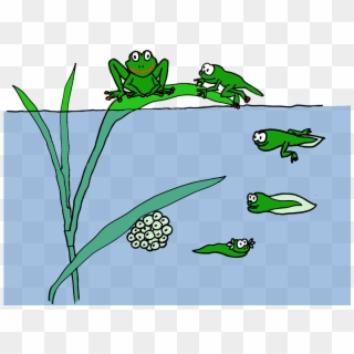 Frog Life Cycle Accessed From Com En Frog Tadpole Žabka - Tadpole To Frog, HD Png Download