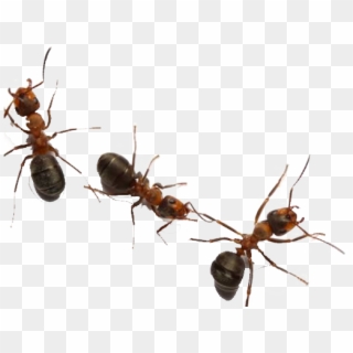 Ants On White Background, HD Png Download