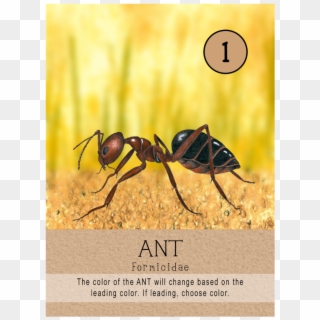 Carpenter Ant, HD Png Download