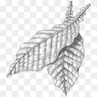 Drawing , Png Download - Tobacco Leaves Drawing, Transparent Png