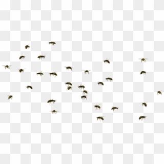 Png For - Wasp Swarm Png, Transparent Png