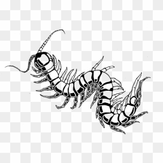 Centipede Drawing Best - Centipede Drawing, HD Png Download