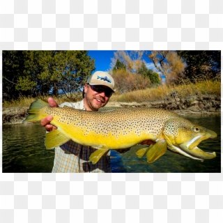 Montana Guided Fly Fishing - Twin Bridges Brown Trout, HD Png Download