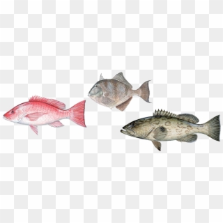 Groupoffish - Group Of Fish Png, Transparent Png