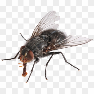 Fly Hd Png - Body Of A Fly, Transparent Png