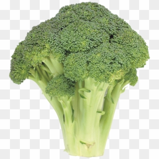 Broccoli Png Image - 一 朵 花椰菜, Transparent Png
