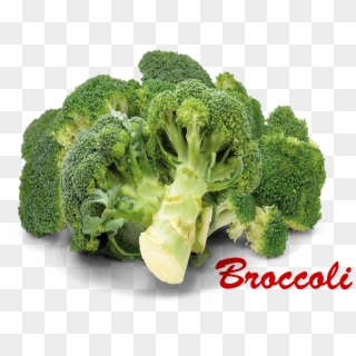 Broccoli Names, HD Png Download