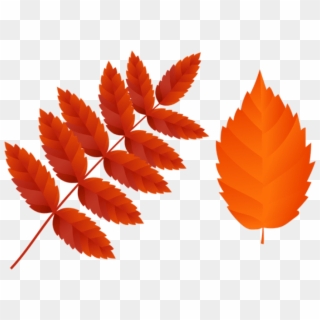 Free Png Two Dark Orange Fall Leaves Png Images Transparent - Orange Fall Leaves Clipart, Png Download