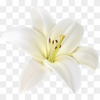 white flower transparent background