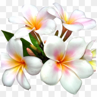 White Flower Clipart White Flower Png Gallery Free - Real Flowers Clip Art, Transparent Png