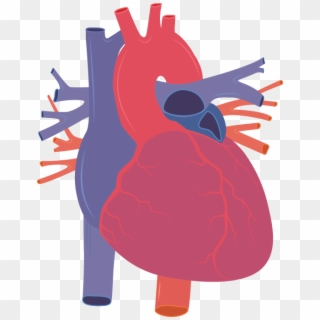 Human Heart Vector Png, Transparent Png