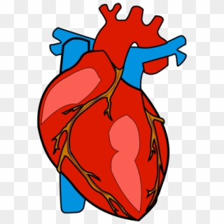 Human Heart Png Png Transparent For Free Download Pngfind