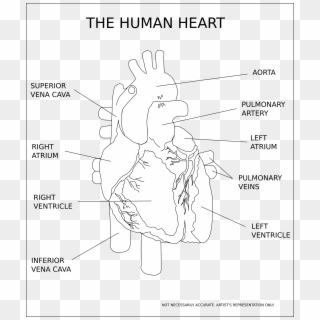 Human Heart Black And White, HD Png Download
