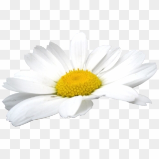 Camomile Flowers Png - Chamomile Flower Png, Transparent Png