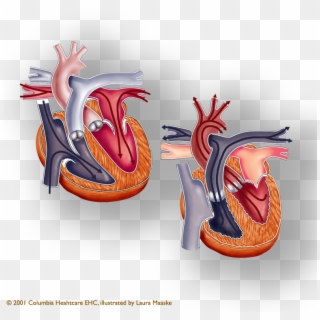 The Human Heart Has Four Chambers And Two Halves, HD Png Download