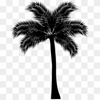 Image Library Library Palm Tree Black And White Clipart, HD Png Download